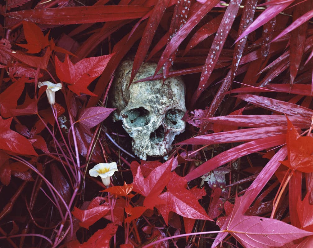 Richard Mosse-Of-Lilies-and-Remains-Congo-serie-INFRA Richard Mosse-Of-Lilies-and-Remains-Congo-serie-INFRA